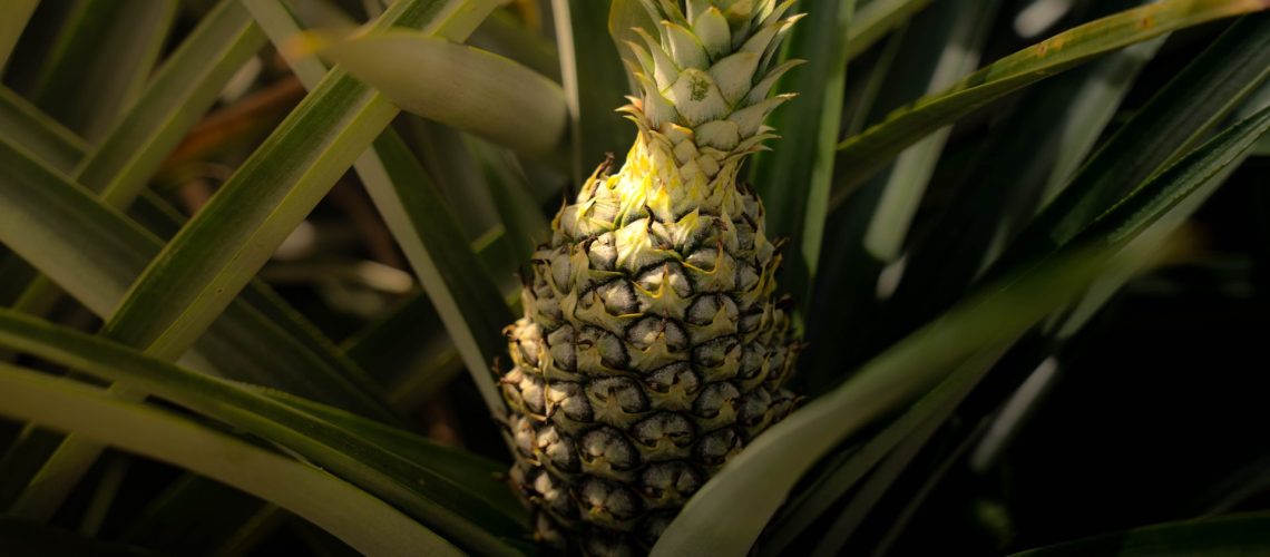 Pineapple 4